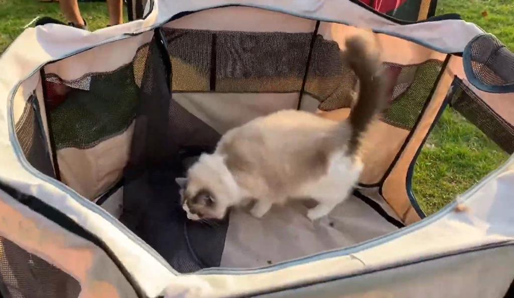 Introducing my cat to the playpen