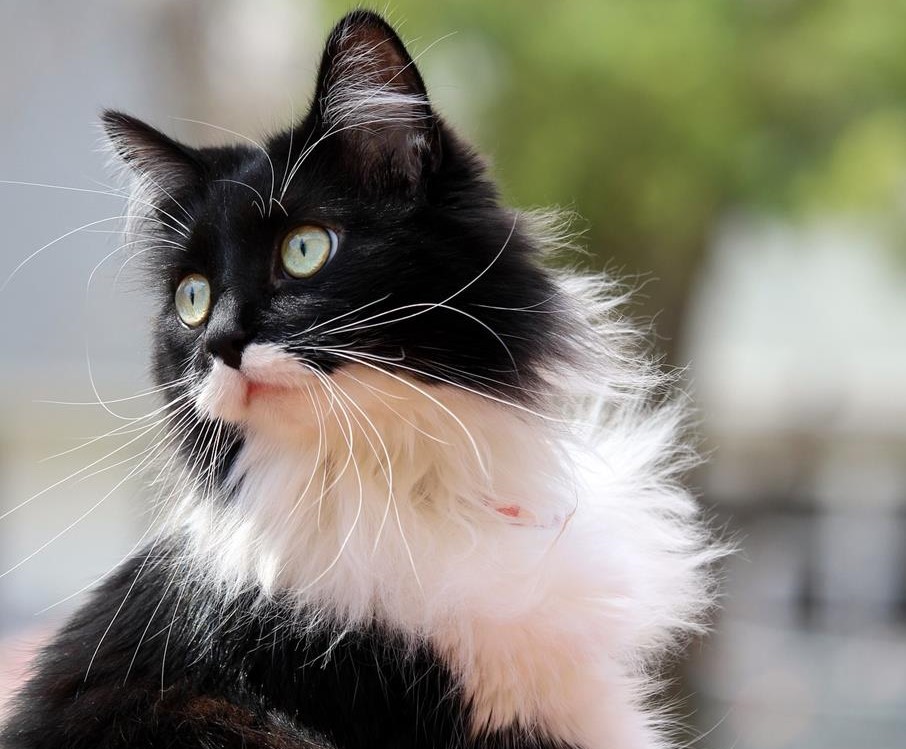 Male tuxedo cat