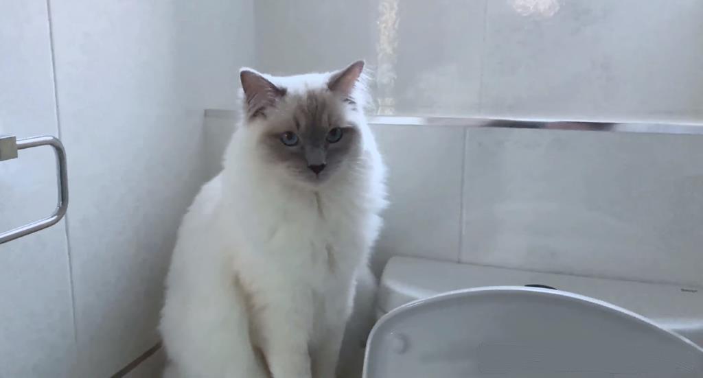 Toilet trained ragdoll cat knows how to flush when finished