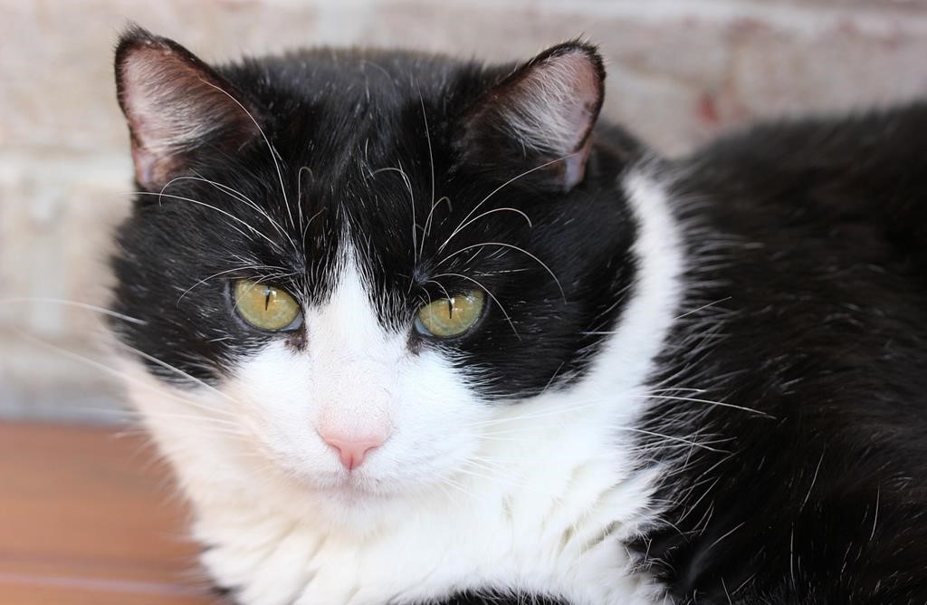 What is so special about tuxedo cats