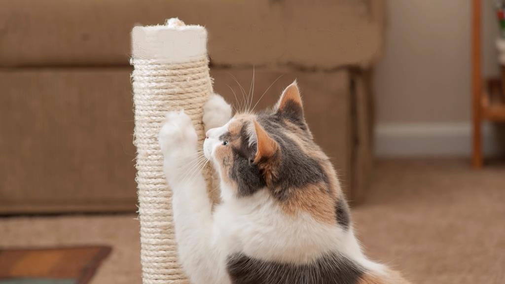 Cat Scratching Post