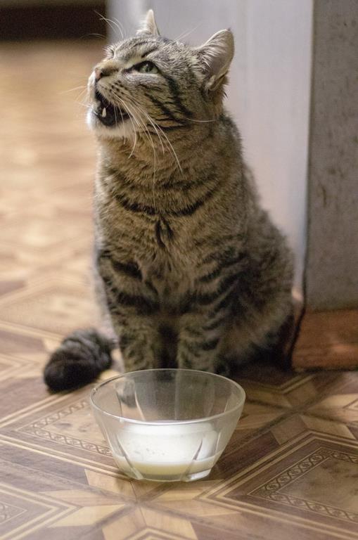 Cats having Milk Picture