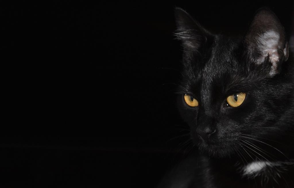 How Long Do Black Cats Live