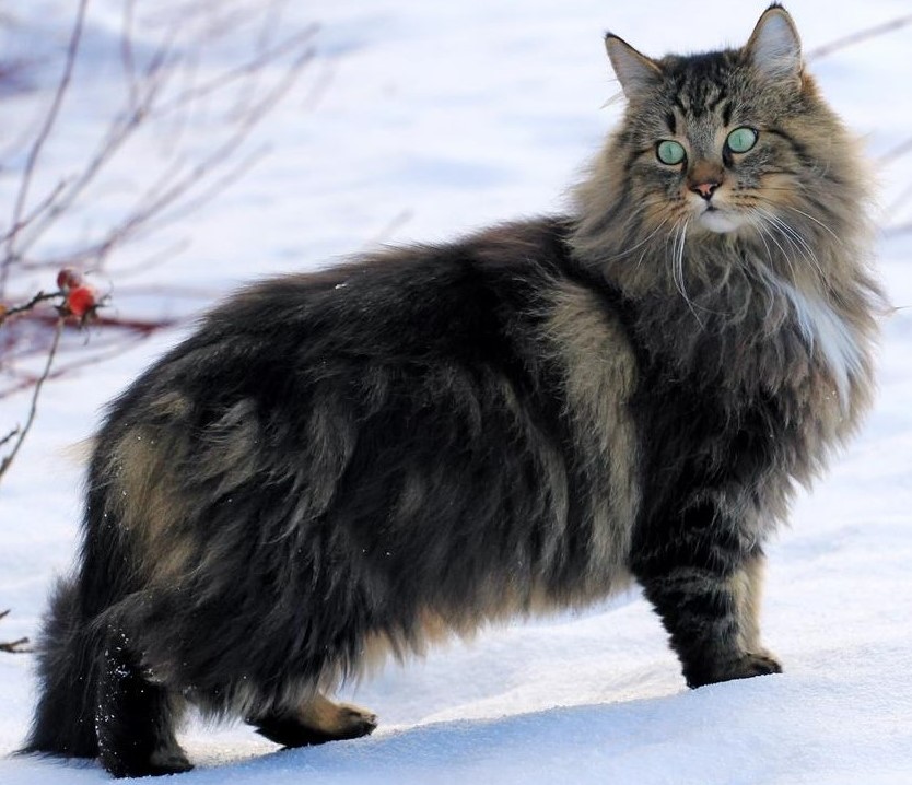 Norwegian Forest Cat Picture