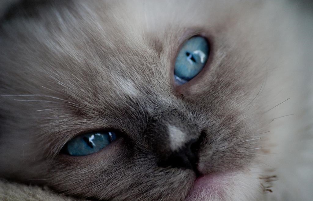 Ragdoll Kittens' Eyes Color