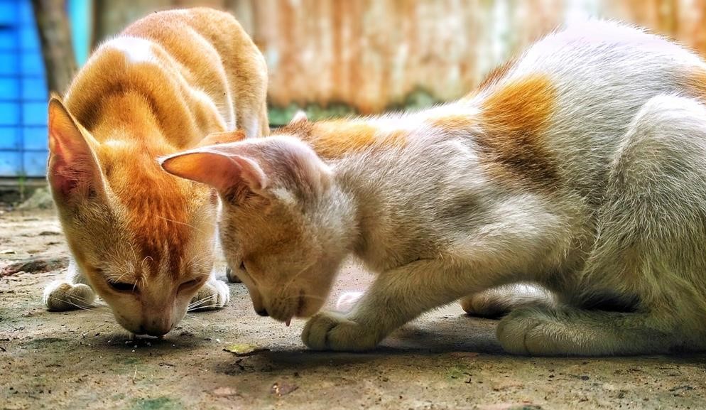 Standard-Sized Domestic Cats