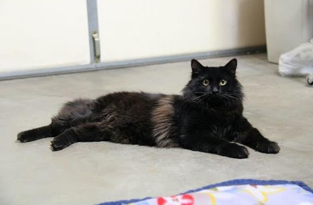 The Black Ragdoll Cat Picture