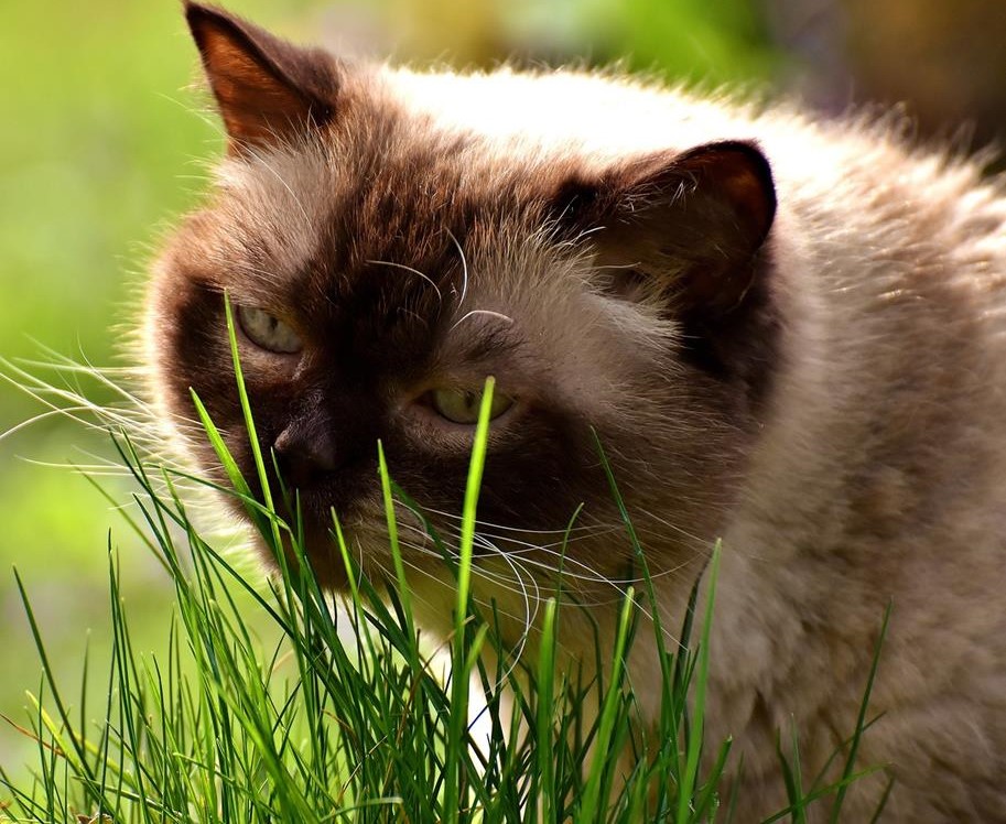 Which Plants are Toxic to Cats