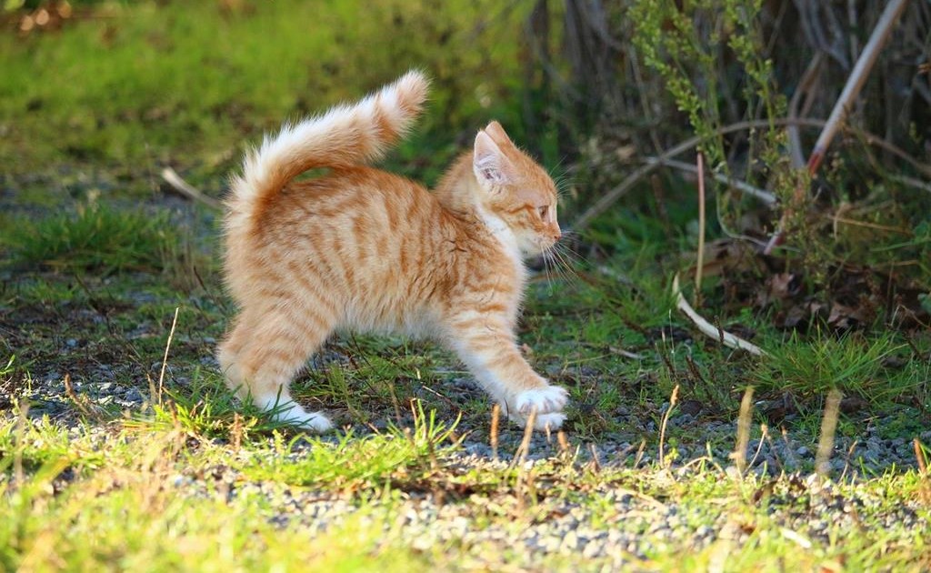 signs that indicate a feral cat is starting to trust you