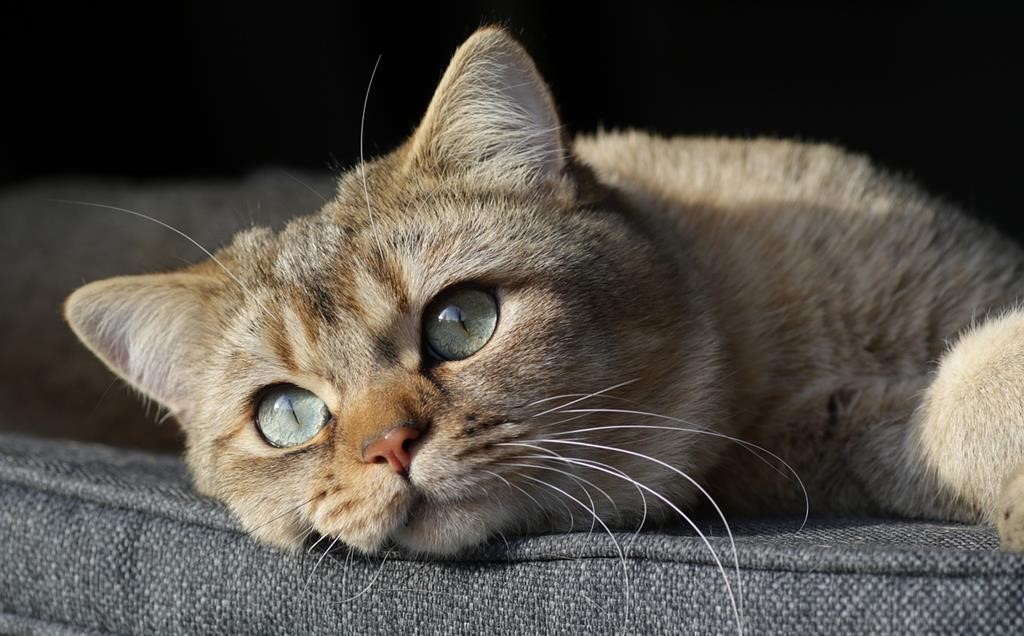 Health Issues Affecting Cat Lifespan