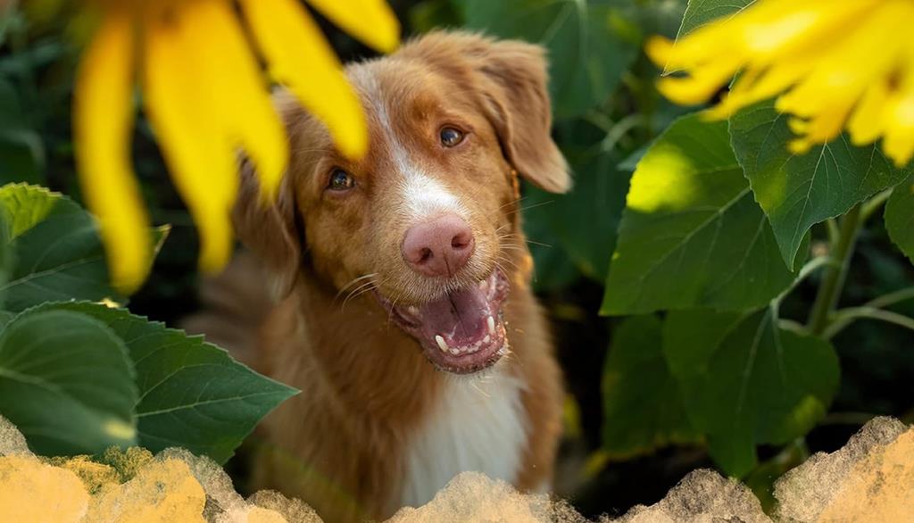 Best Dog Shampoo For Goldendoodle