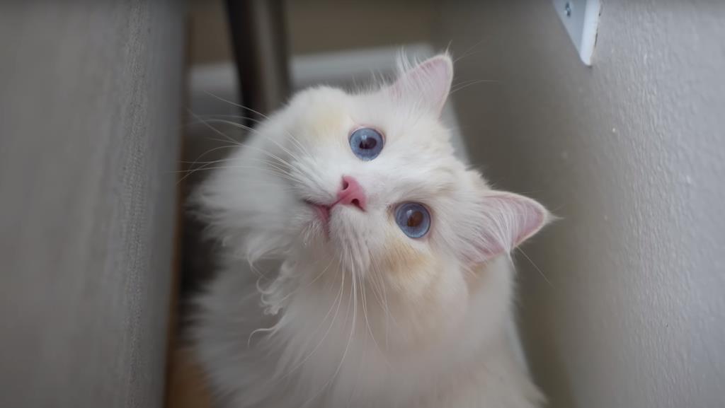 How can I tell if a cat is a Ragdoll by its coat color and pattern