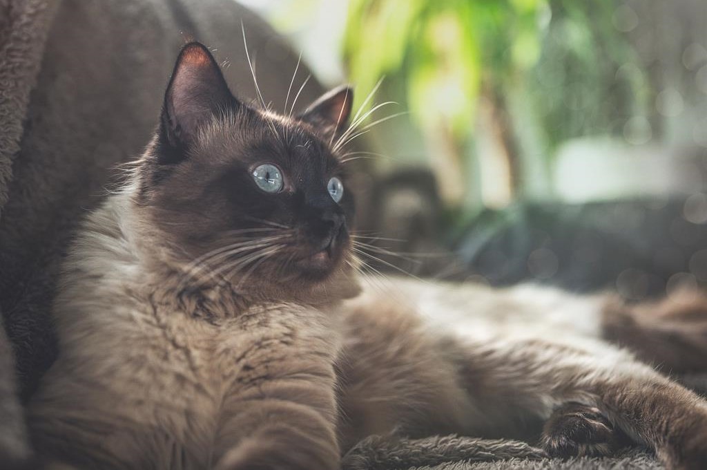 Lynx Ragdoll Cats