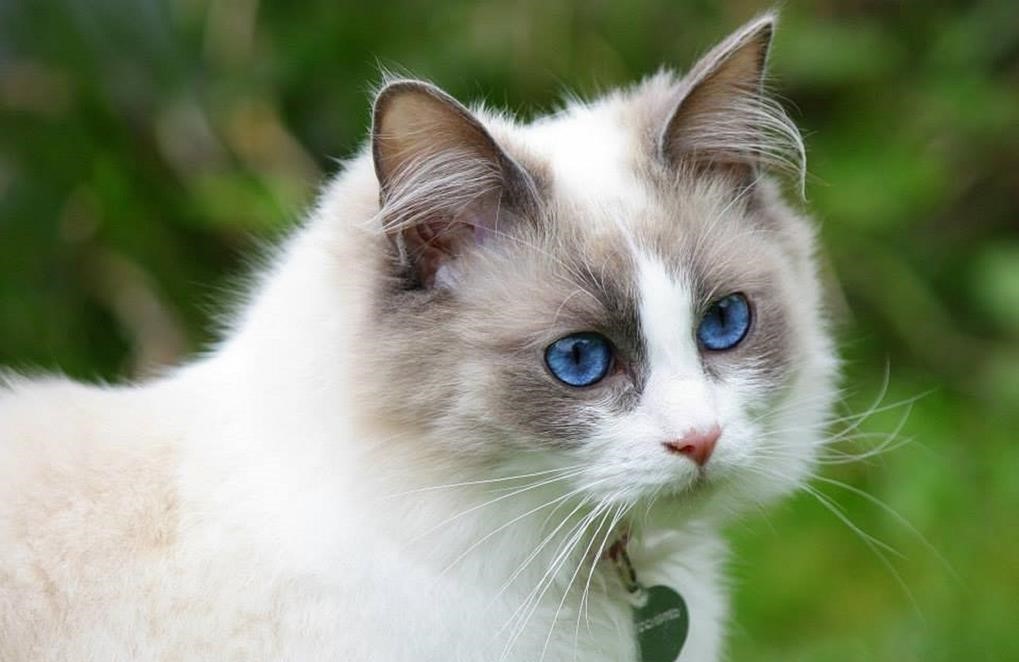 Can Ragdoll Kittens Go Outside Weighing the Pros and Cons