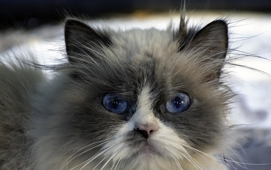 Why Your Ragdoll Cat Meows So Much at Night: Decoding the Nighttime ...