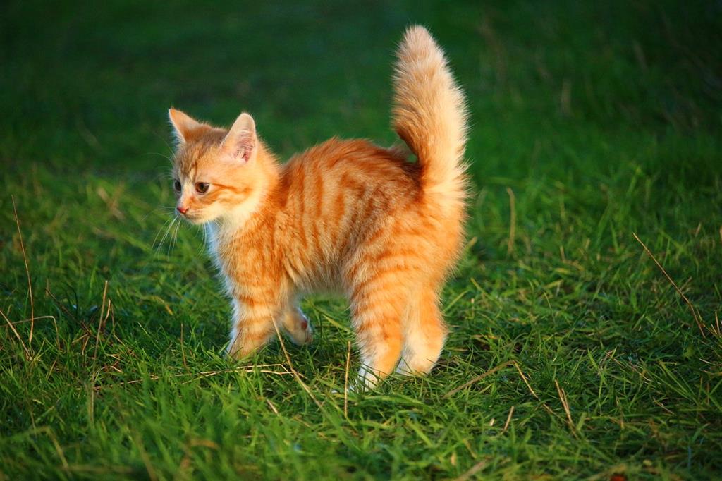 Cats long tail