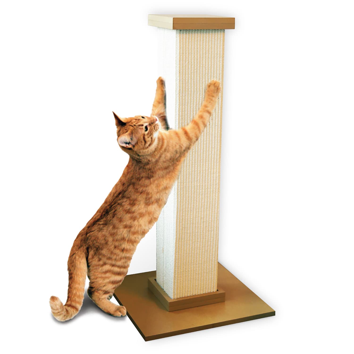 Can Cats Share Scratching Posts