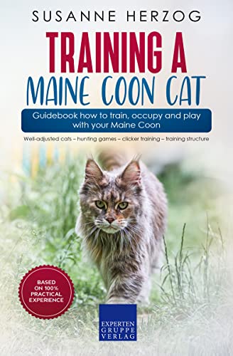Can You Have Maine Coon Cats in Australia