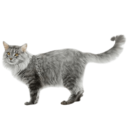 Do Maine Coon Cats Have a Lot of Health Problems