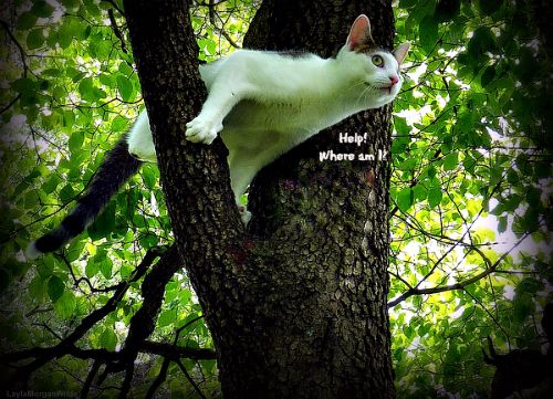 How Do You Know If a Cat is Stuck in a Tree