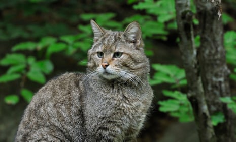 How Long Can a Feral Cat Go Without Eating