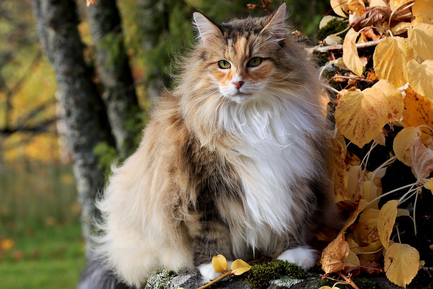 How Much Should a Norwegian Forest Cat Weigh