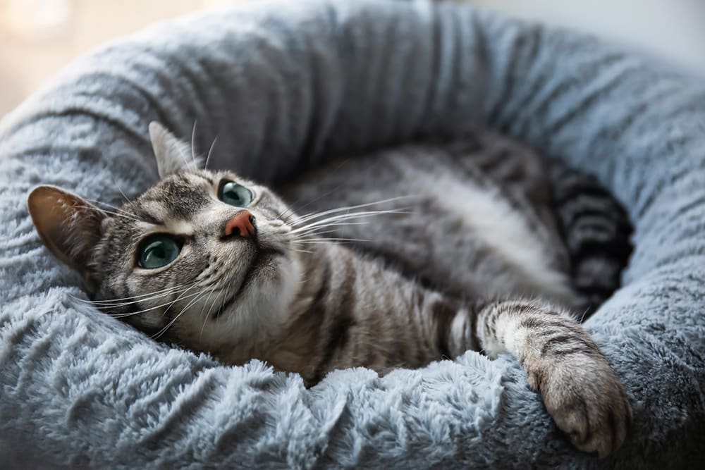 How Often Should You Clean Cat Bed?