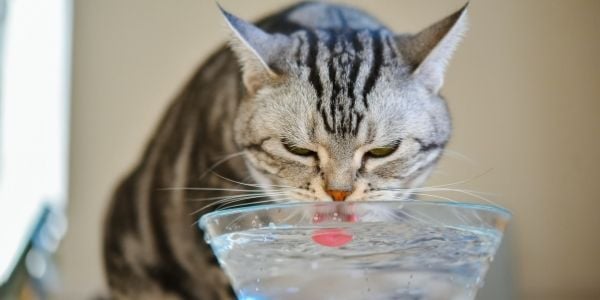 How to Make Cat Drink from Water Fountain