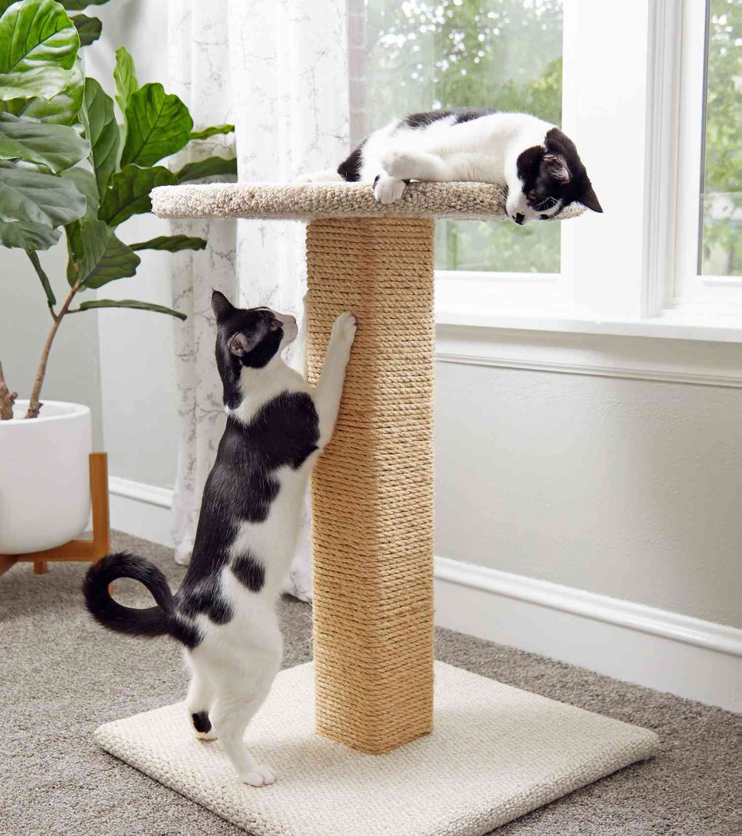 How to Repair a Cat Scratching Post