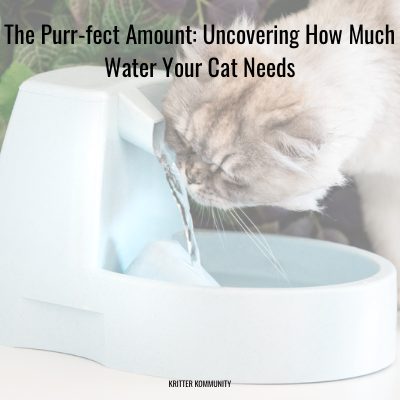 How to Use Cat Water Fountain