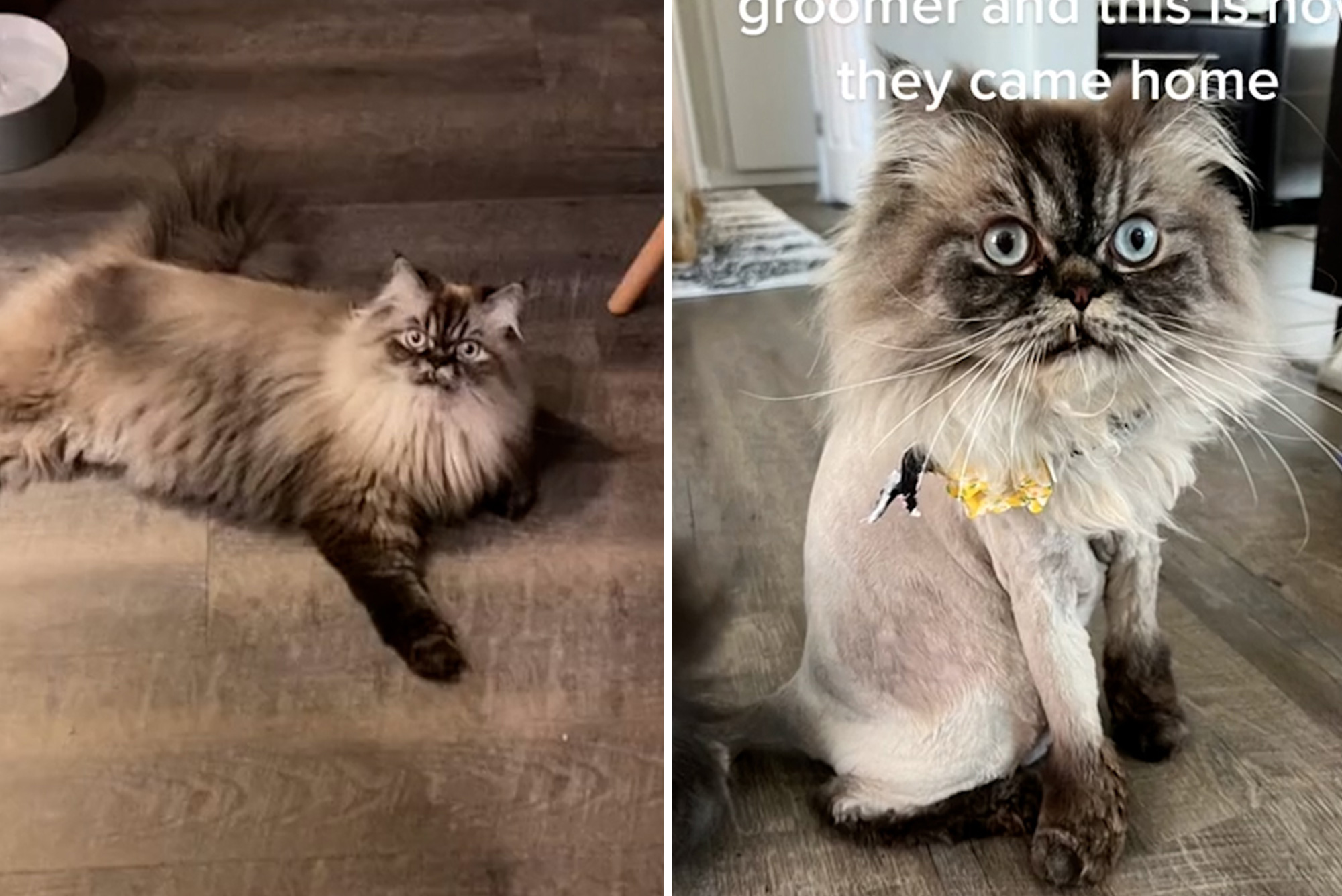 Is It Ok to Shave a Himalayan Cat