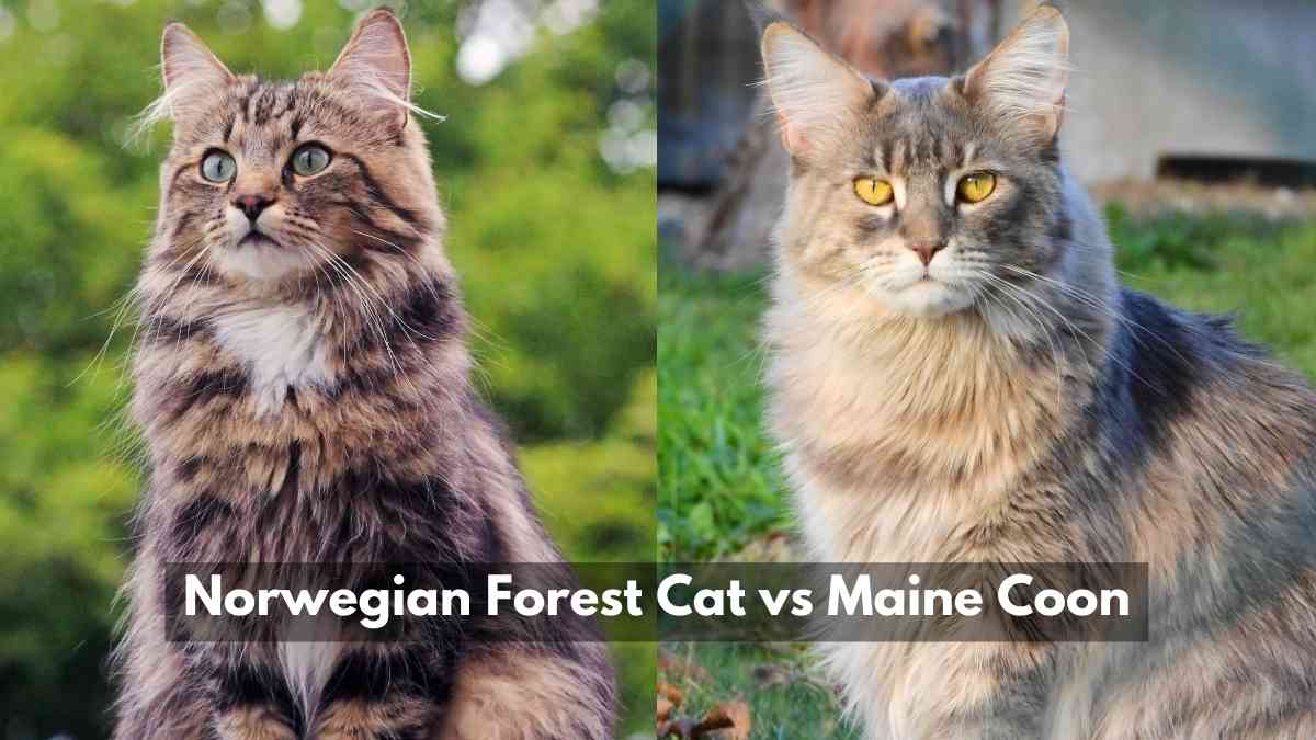 Norwegian Forest Cat Vs Maine Coon Size Comparison