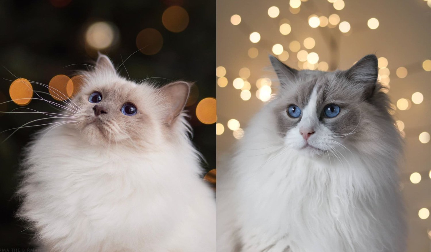 What is the Difference between a Ragdoll And a Birman: Key Traits ...