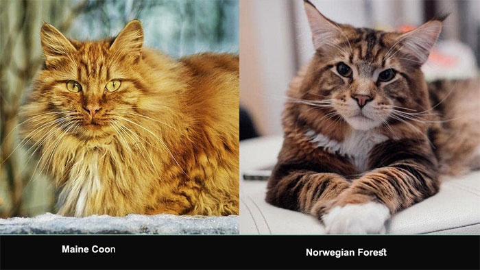 What is the Difference between Maine Coon And Norwegian Forest Cat
