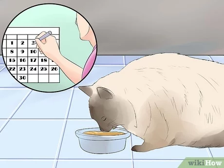 What to Feed Himalayan Cat