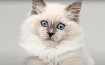 Signs Your Ragdoll Cat Loves You