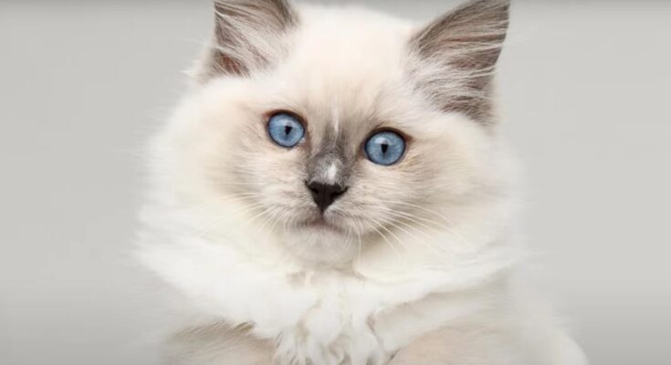 Signs Your Ragdoll Cat Loves You