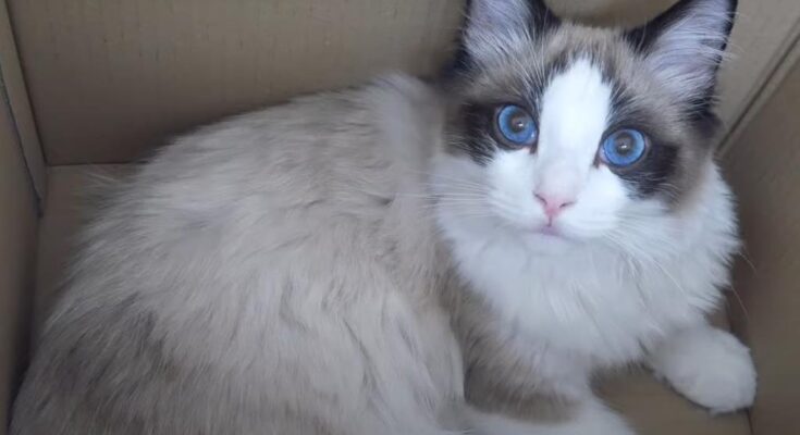 Why Ragdoll Cats Act Like Dogs