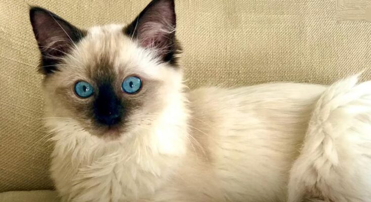 Why Ragdoll Cats Wag Their Tails