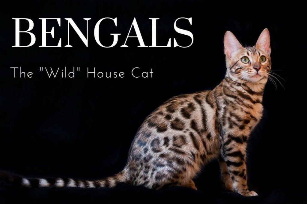 Are Bengal Cats Good Pets?