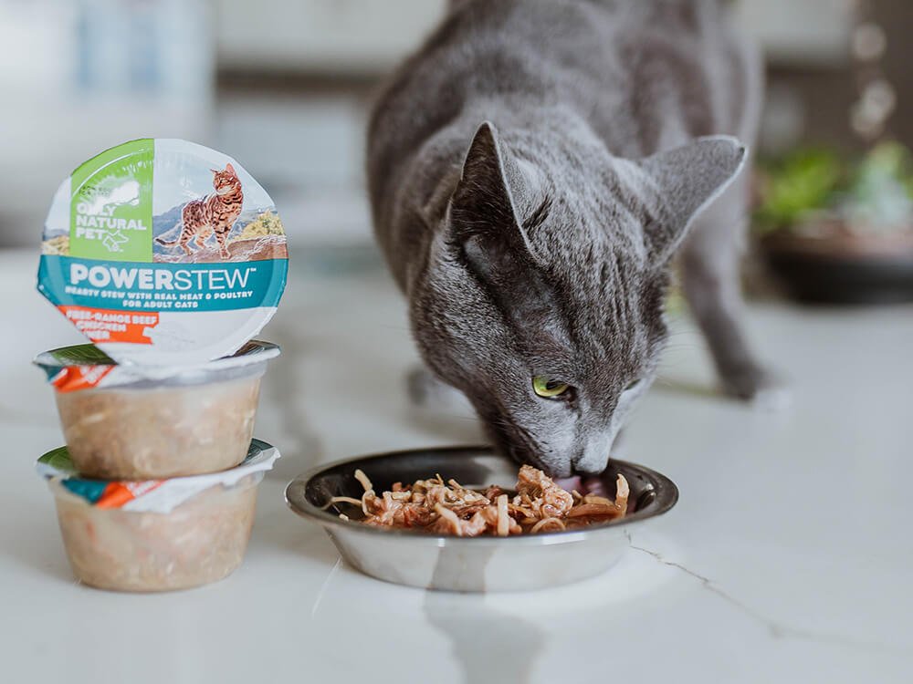 Best Wet Cat Food for Picky Eaters