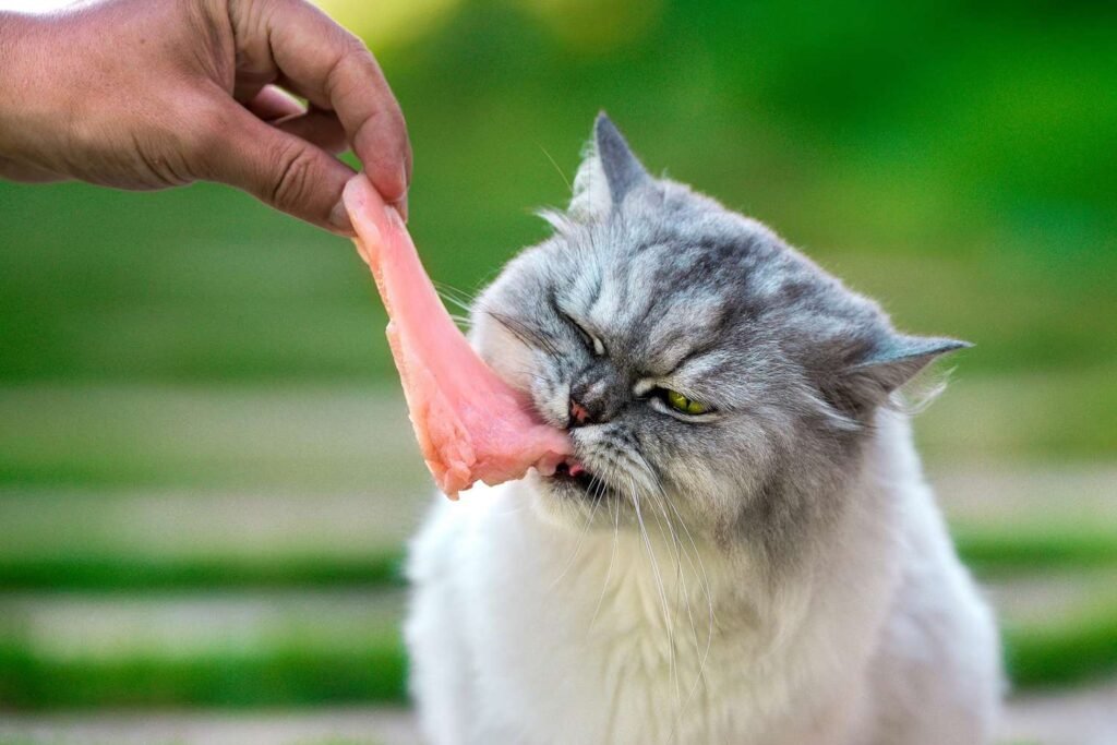 Can Cats Eat Raw Chicken?