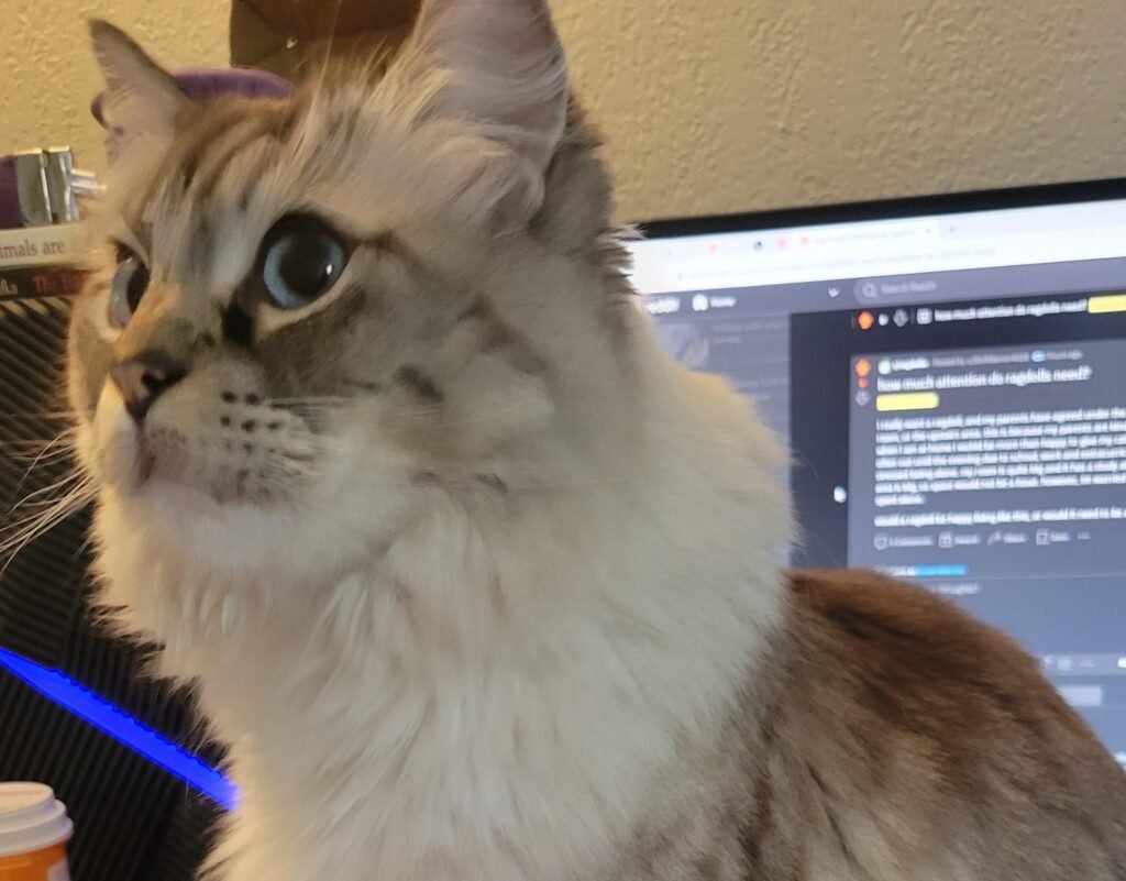 Do Ragdoll Cats Need a Lot of Attention?