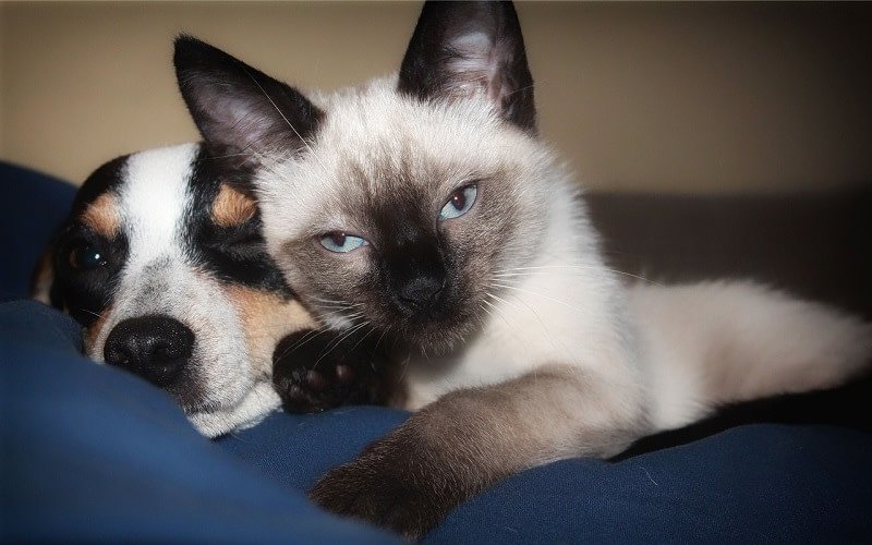 Do Siamese Cats Get along With Dogs?