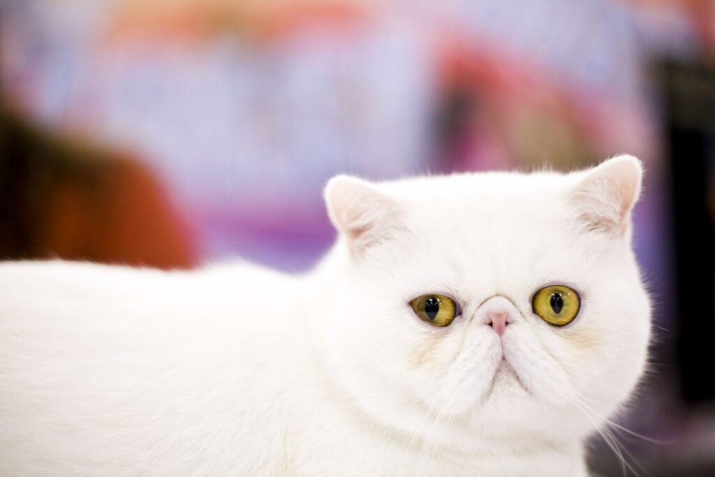 Easiest Cat Breeds to Take Care of