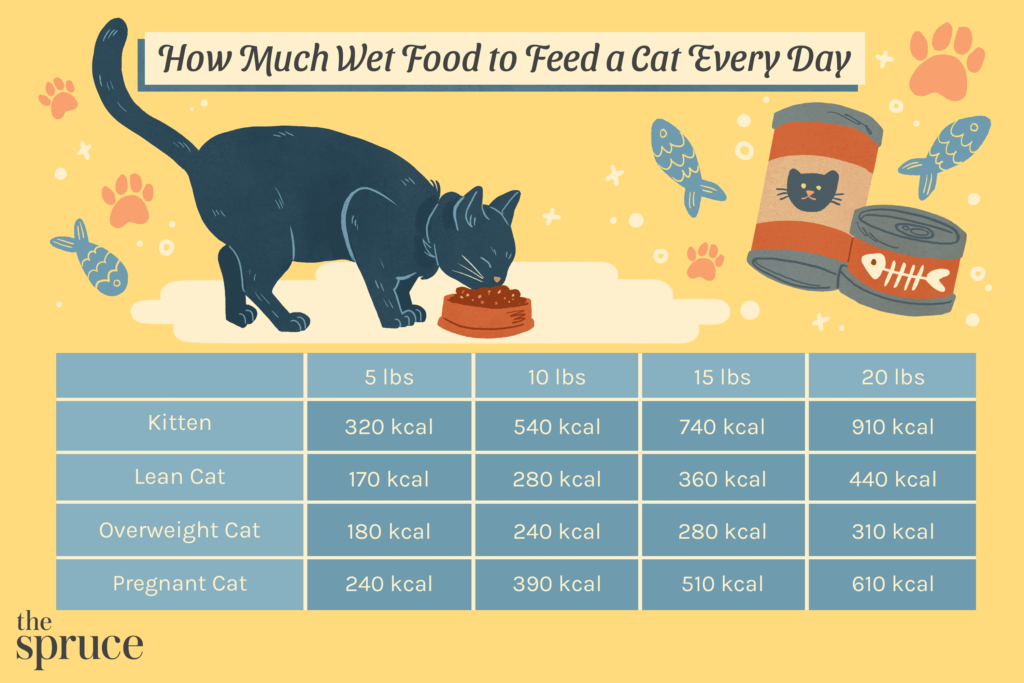 How Often Should I Feed My Cat?