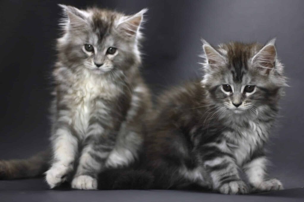 How to Care for a Maine Coon Kitten