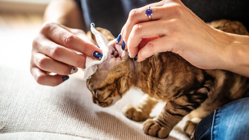 How to Clean a Cat’S Ears Safely