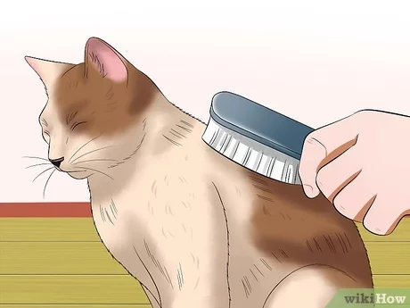 How to Groom a Cat at Home