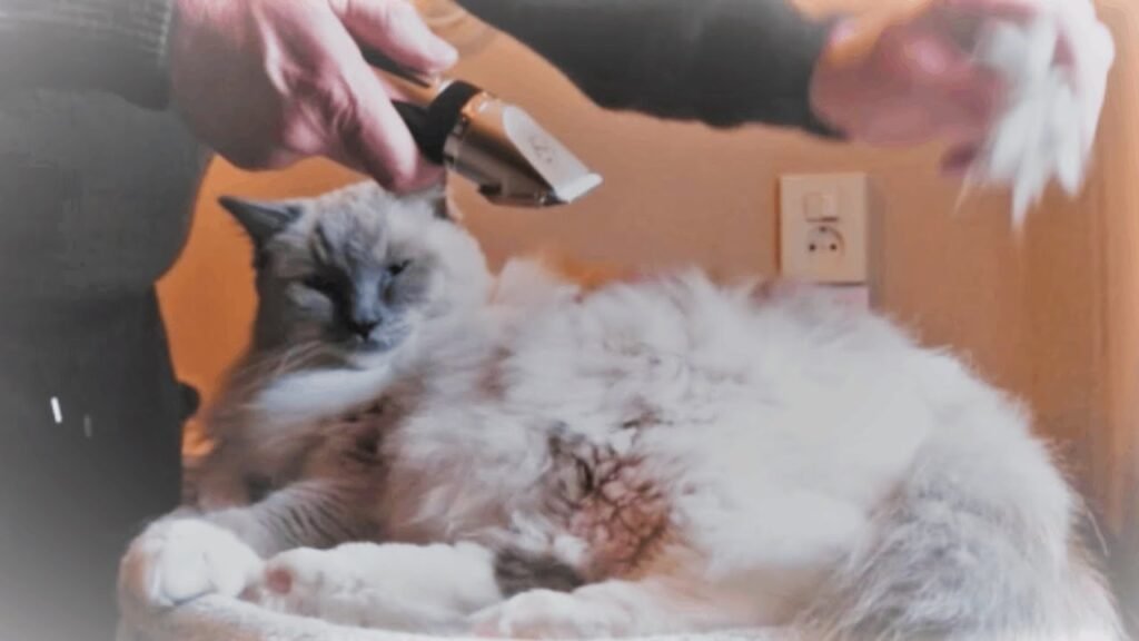 How to Groom Ragdoll Cats